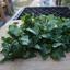 Cilantro - The many names and faces of 